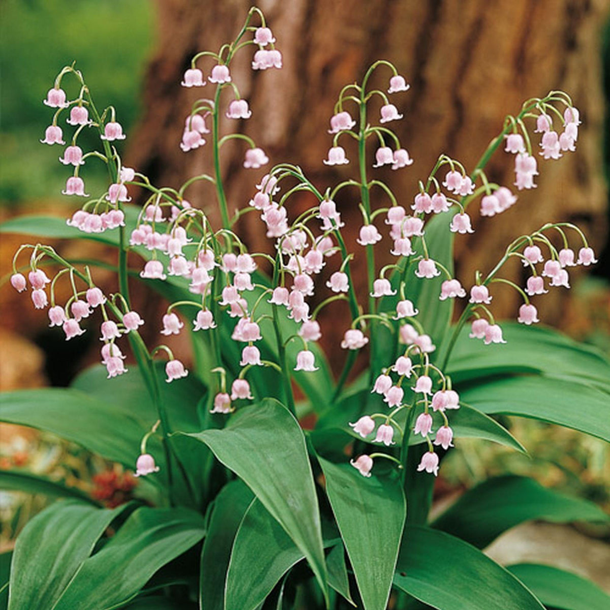 Convallaria Majalis - View 16 from www redcrocus com