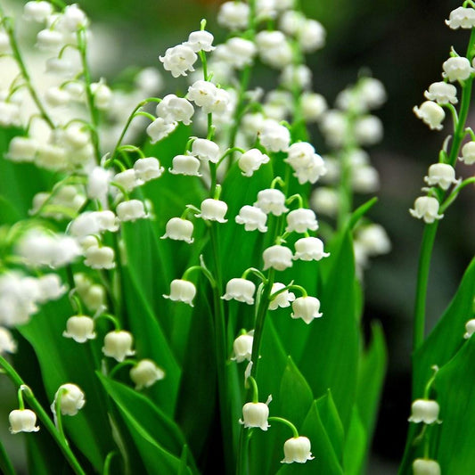 Convallaria Majalis - View 1 from www redcrocus com
