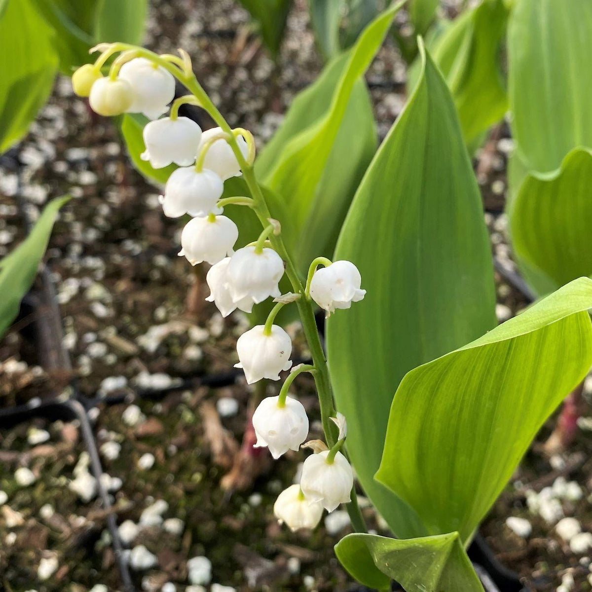 Convallaria Majalis - View 2 from www redcrocus com