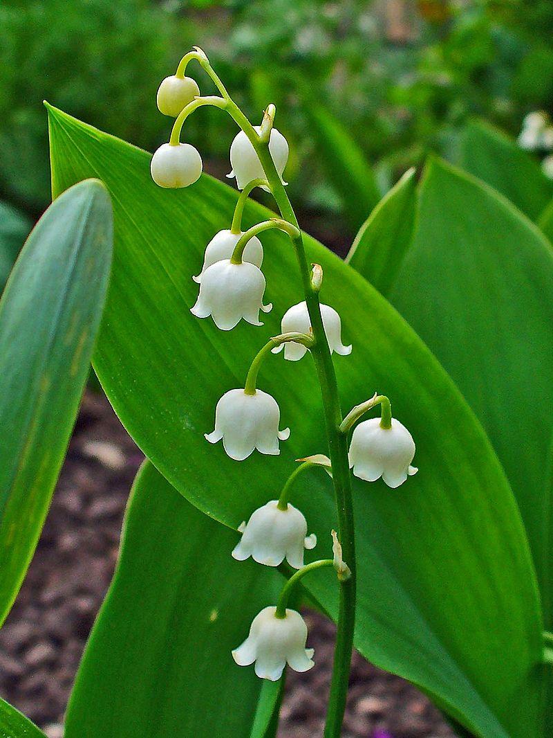 Convallaria Majalis - View 6 from www redcrocus com