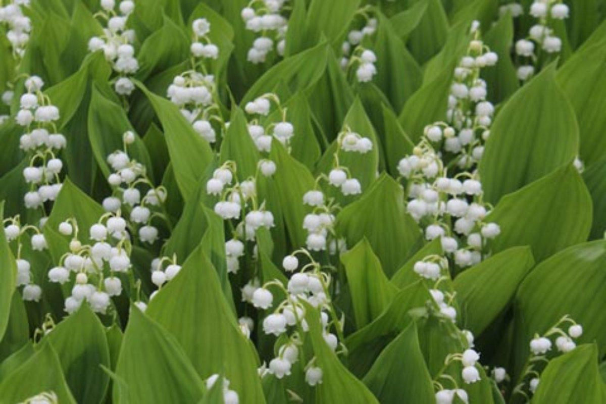 Convallaria Majalis - View 8 from www redcrocus com
