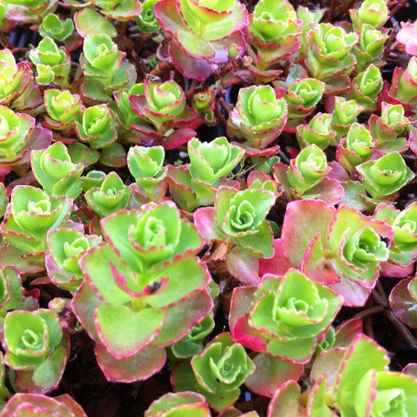 Sedum Spurium 'dragon's Blood' - View 10 from www redcrocus com