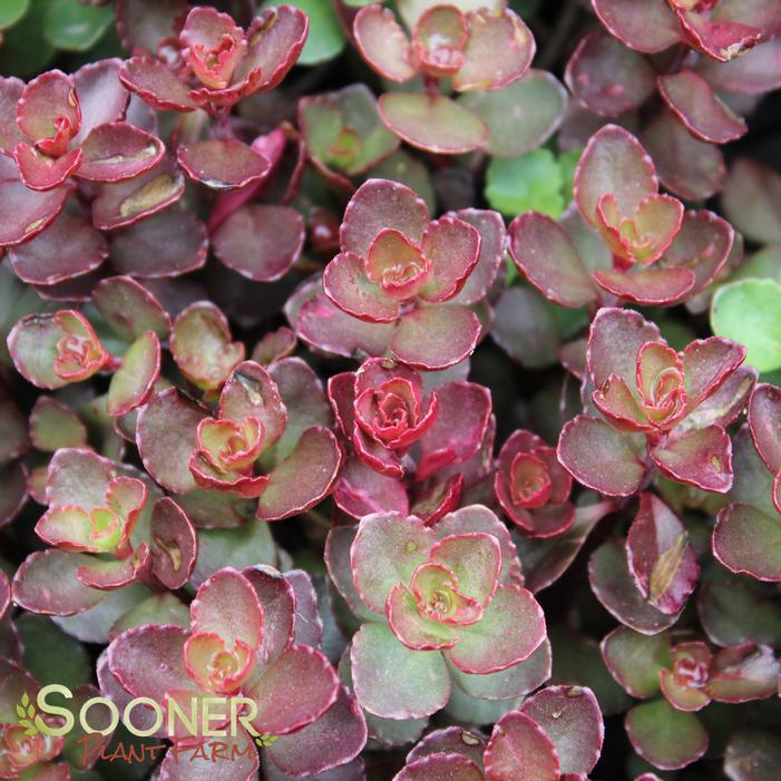 Sedum Spurium 'dragon's Blood' - View 11 from www redcrocus com