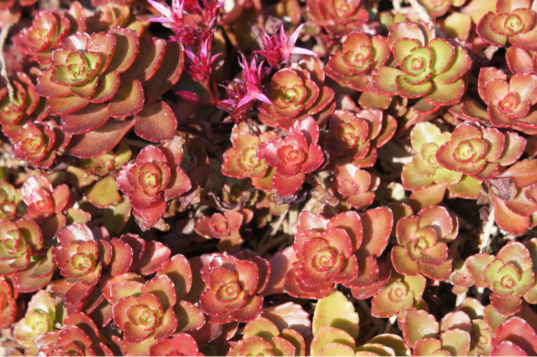Sedum Spurium 'dragon's Blood' - View 13 from www redcrocus com