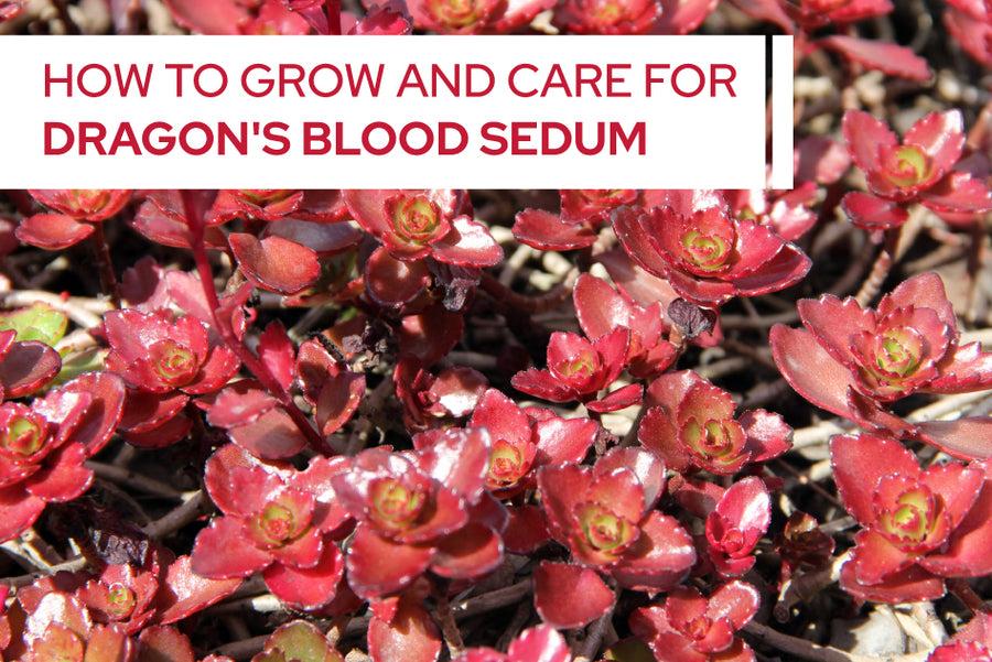 Sedum Spurium 'dragon's Blood' - View 14 from www redcrocus com
