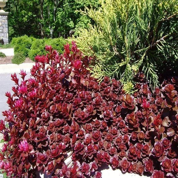 Sedum Spurium 'dragon's Blood' - View 16 from www redcrocus com