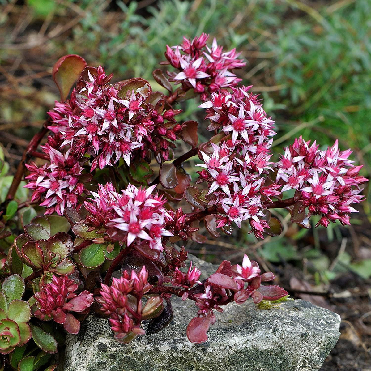Sedum Spurium 'dragon's Blood' - View 17 from www redcrocus com