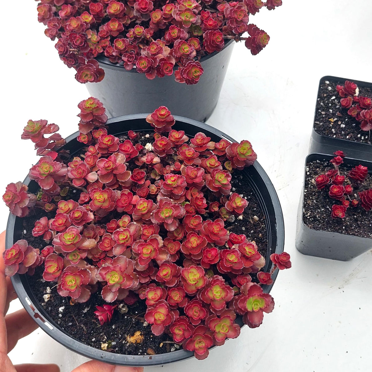 Sedum Spurium 'dragon's Blood' - View 18 from www redcrocus com