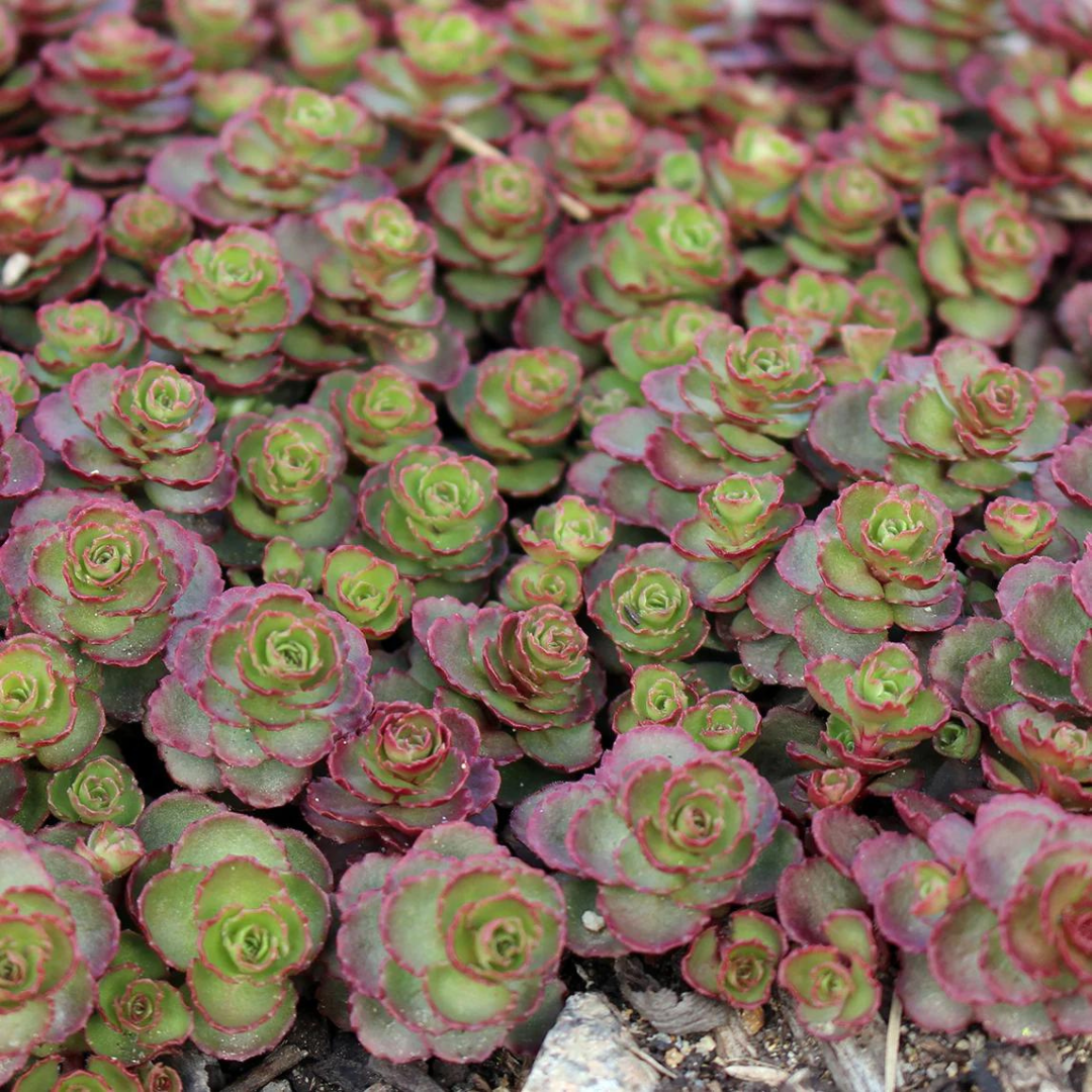 Sedum Spurium 'dragon's Blood' - View 20 from www redcrocus com