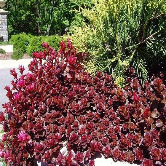 Sedum Spurium 'dragon's Blood' - View 21 from www redcrocus com