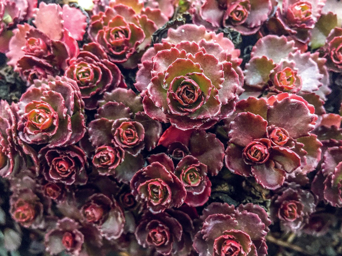 Sedum Spurium 'dragon's Blood' - View 24 from www redcrocus com