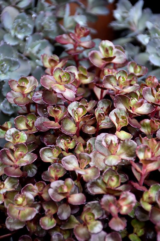 Sedum Spurium 'dragon's Blood' - View 25 from www redcrocus com