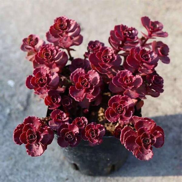 Sedum Spurium 'dragon's Blood' - View 27 from www redcrocus com