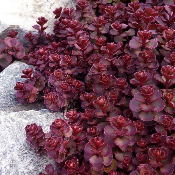 Sedum Spurium 'dragon's Blood' - View 28 from www redcrocus com