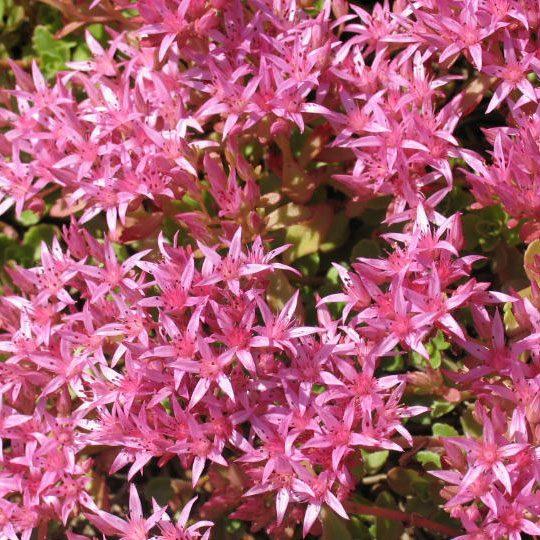 Sedum Spurium 'dragon's Blood' - View 29 from www redcrocus com