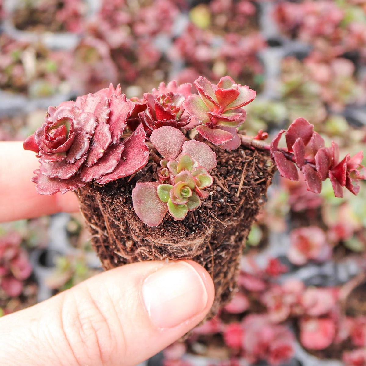 Sedum Spurium 'dragon's Blood' - View 2 from www redcrocus com