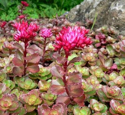 Sedum Spurium 'dragon's Blood' - View 30 from www redcrocus com