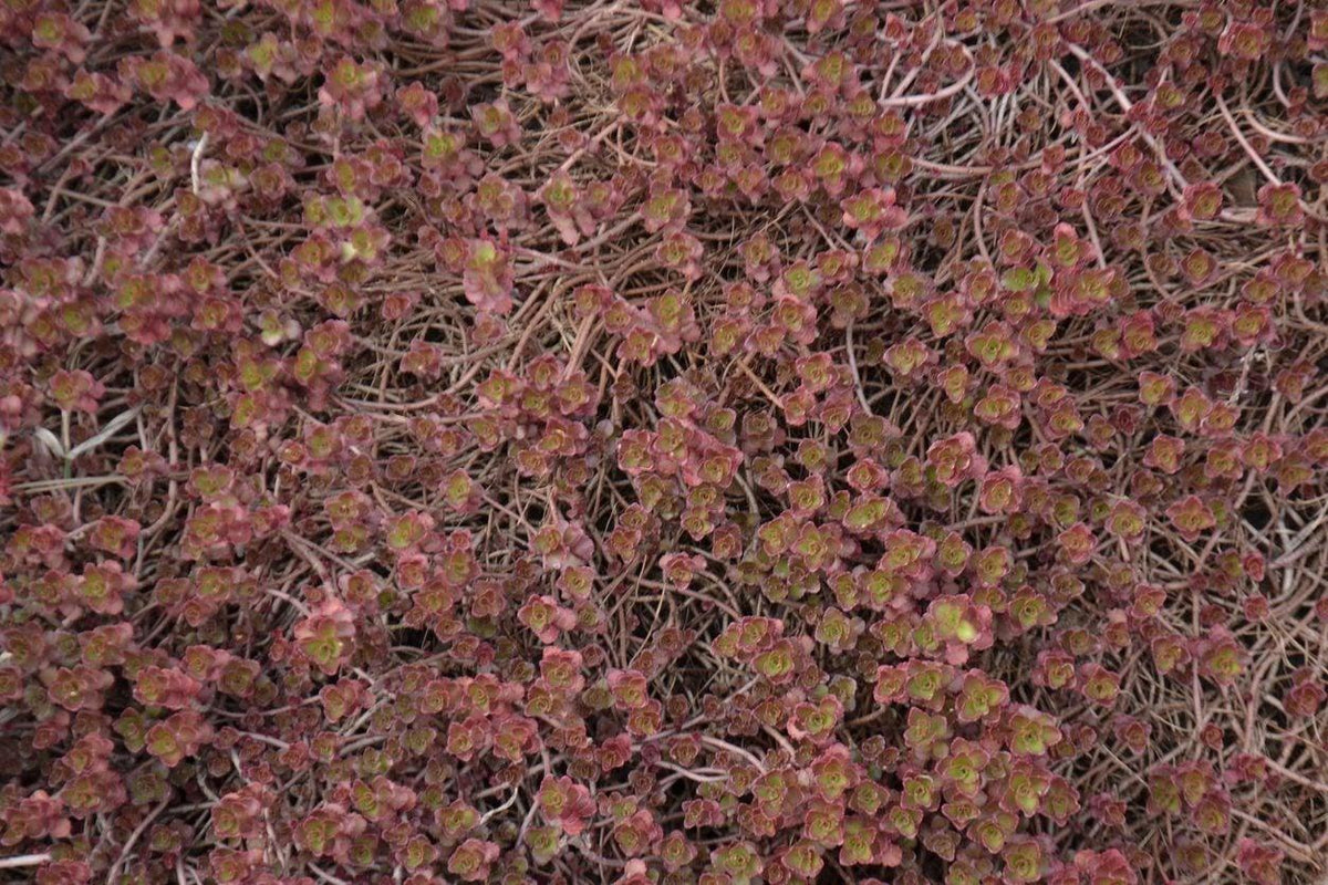Sedum Spurium 'dragon's Blood' - View 33 from www redcrocus com