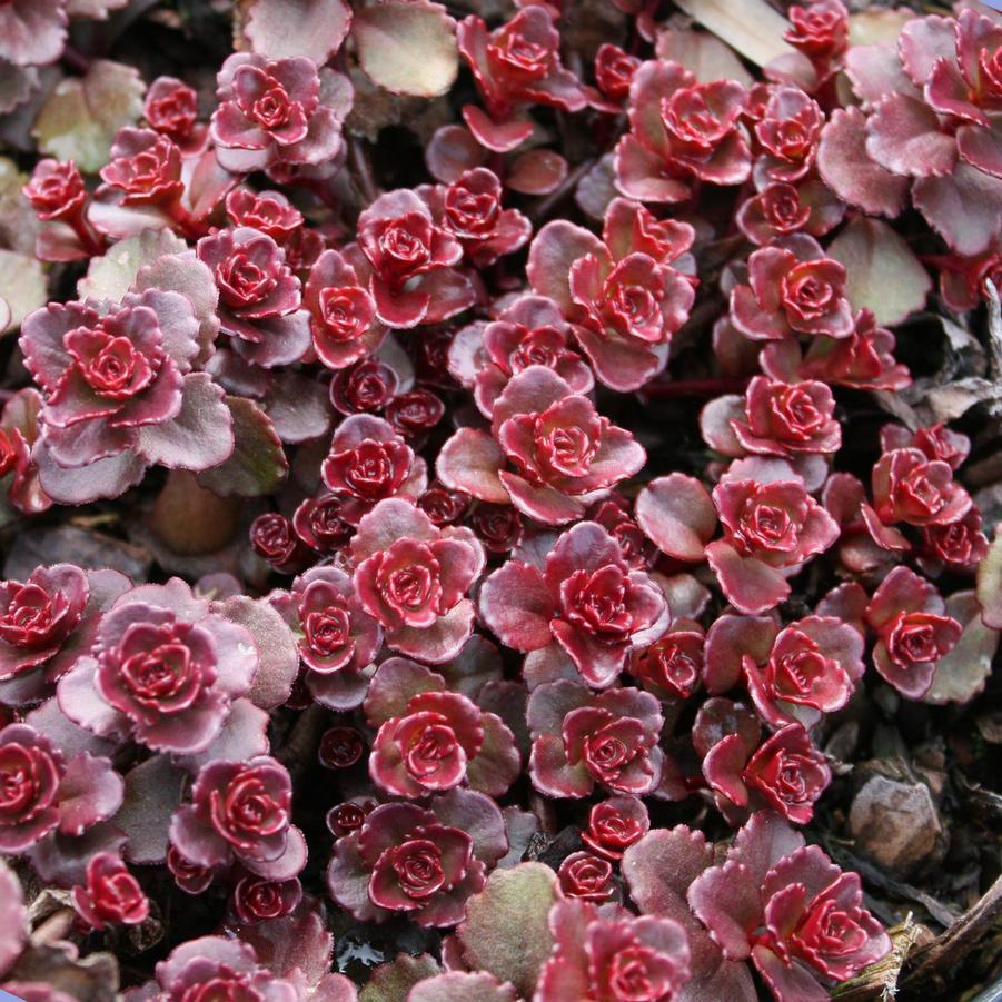Sedum Spurium 'dragon's Blood' - View 34 from www redcrocus com