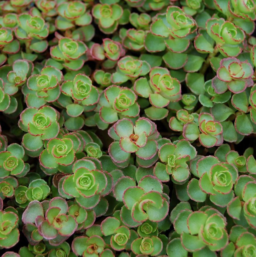 Sedum Spurium 'dragon's Blood' - View 35 from www redcrocus com
