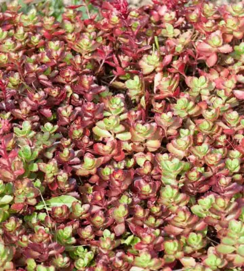 Sedum Spurium 'dragon's Blood' - View 35 from www redcrocus com