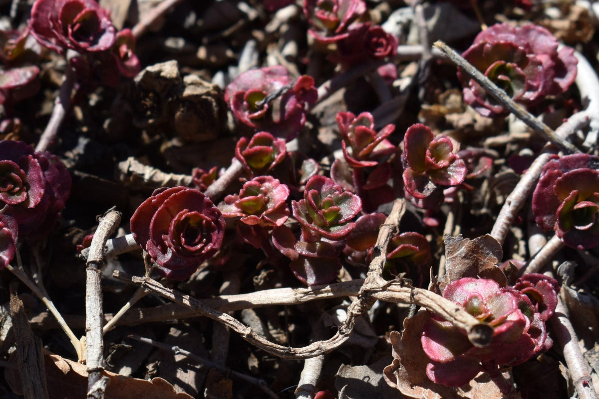 Sedum Spurium 'dragon's Blood' - View 36 from www redcrocus com