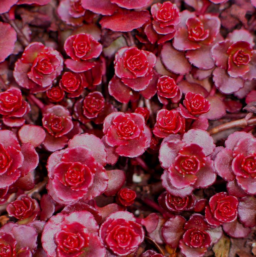 Sedum Spurium 'dragon's Blood' - View 3 from www redcrocus com