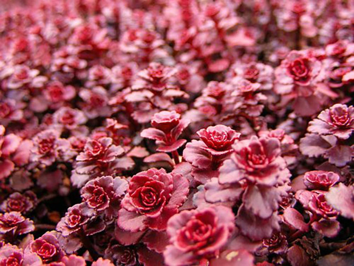 Sedum Spurium 'dragon's Blood' - View 4 from www redcrocus com