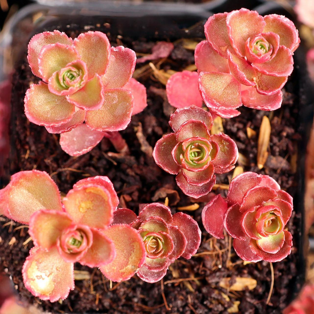 Sedum Spurium 'dragon's Blood' - View 8 from www redcrocus com