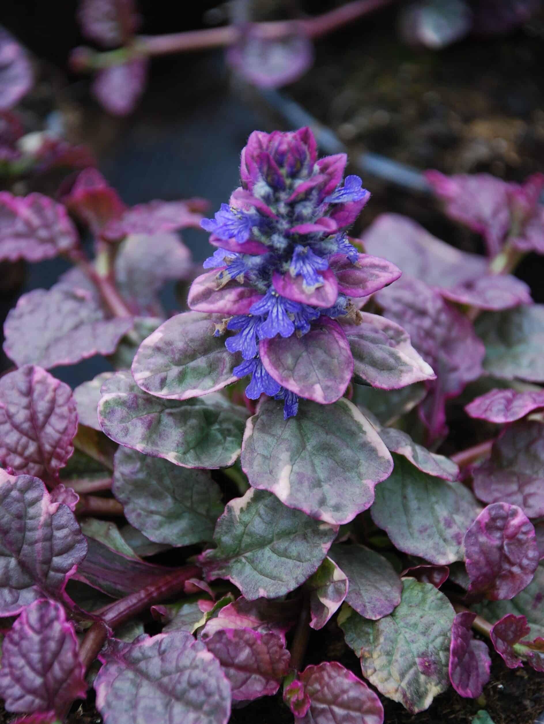 Ajuga Reptans Burgundy Glow - View 11 from www redcrocus com