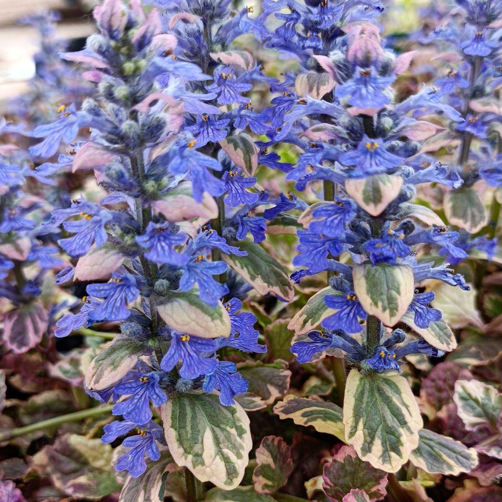 Ajuga Reptans Burgundy Glow - View 12 from www redcrocus com