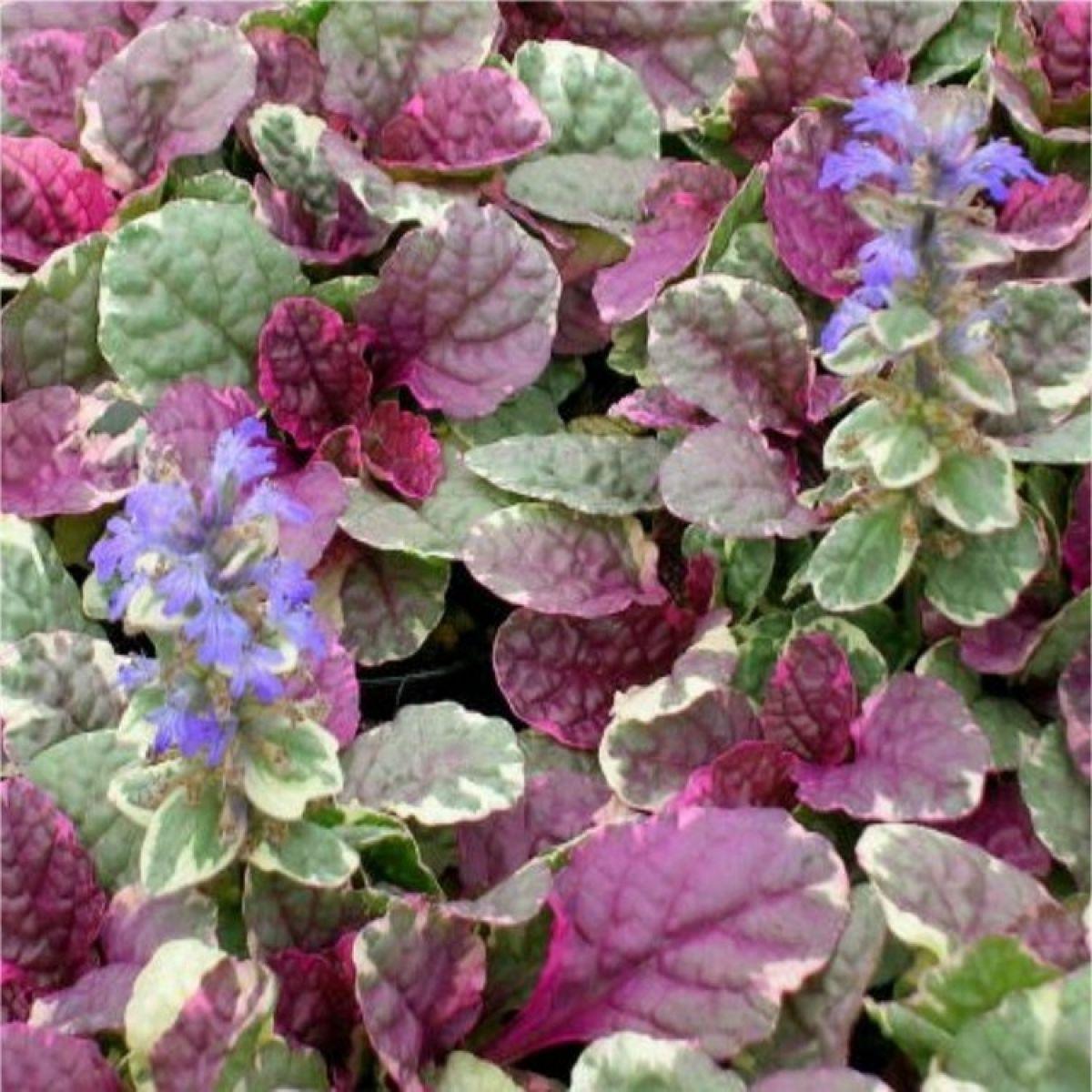 Ajuga Reptans Burgundy Glow - View 15 from www redcrocus com