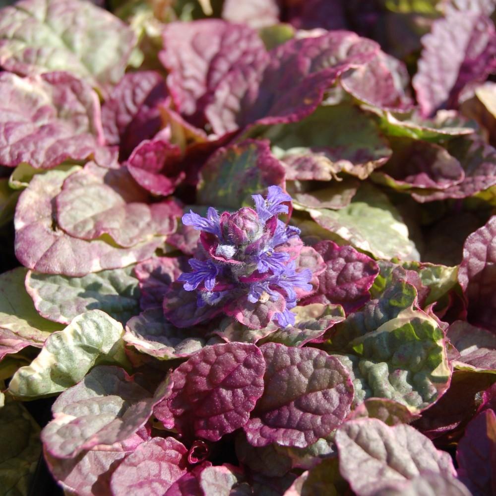 Ajuga Reptans Burgundy Glow - View 18 from www redcrocus com
