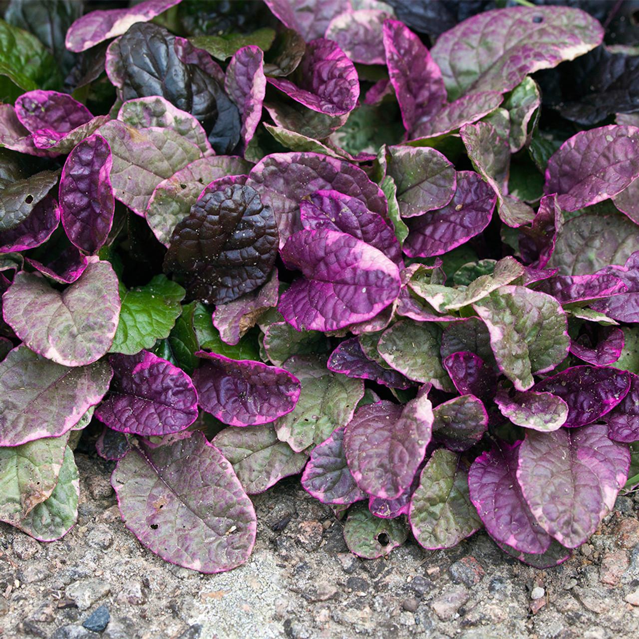 Ajuga Reptans Burgundy Glow - View 19 from www redcrocus com