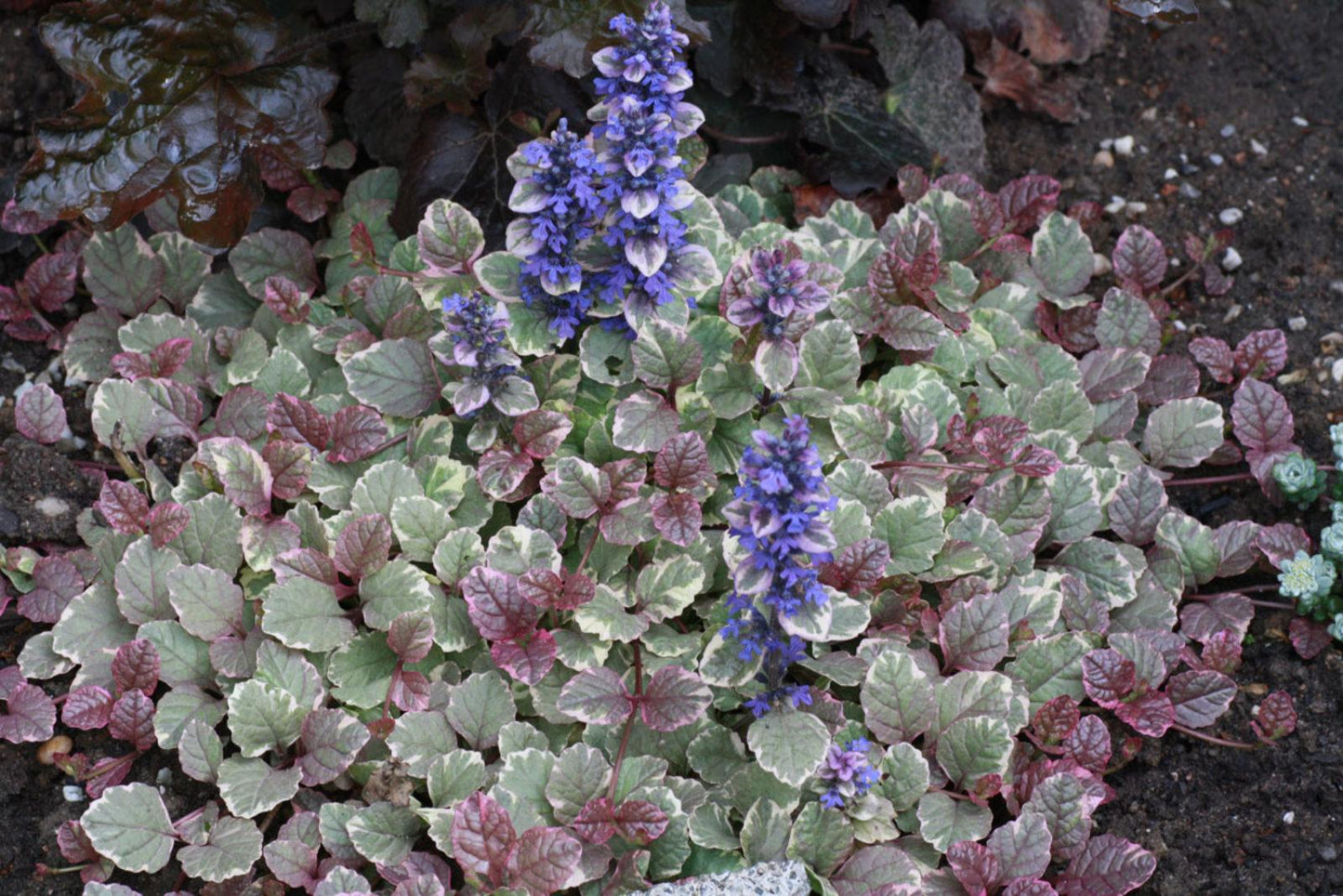 Ajuga Reptans Burgundy Glow - View 5 from www redcrocus com