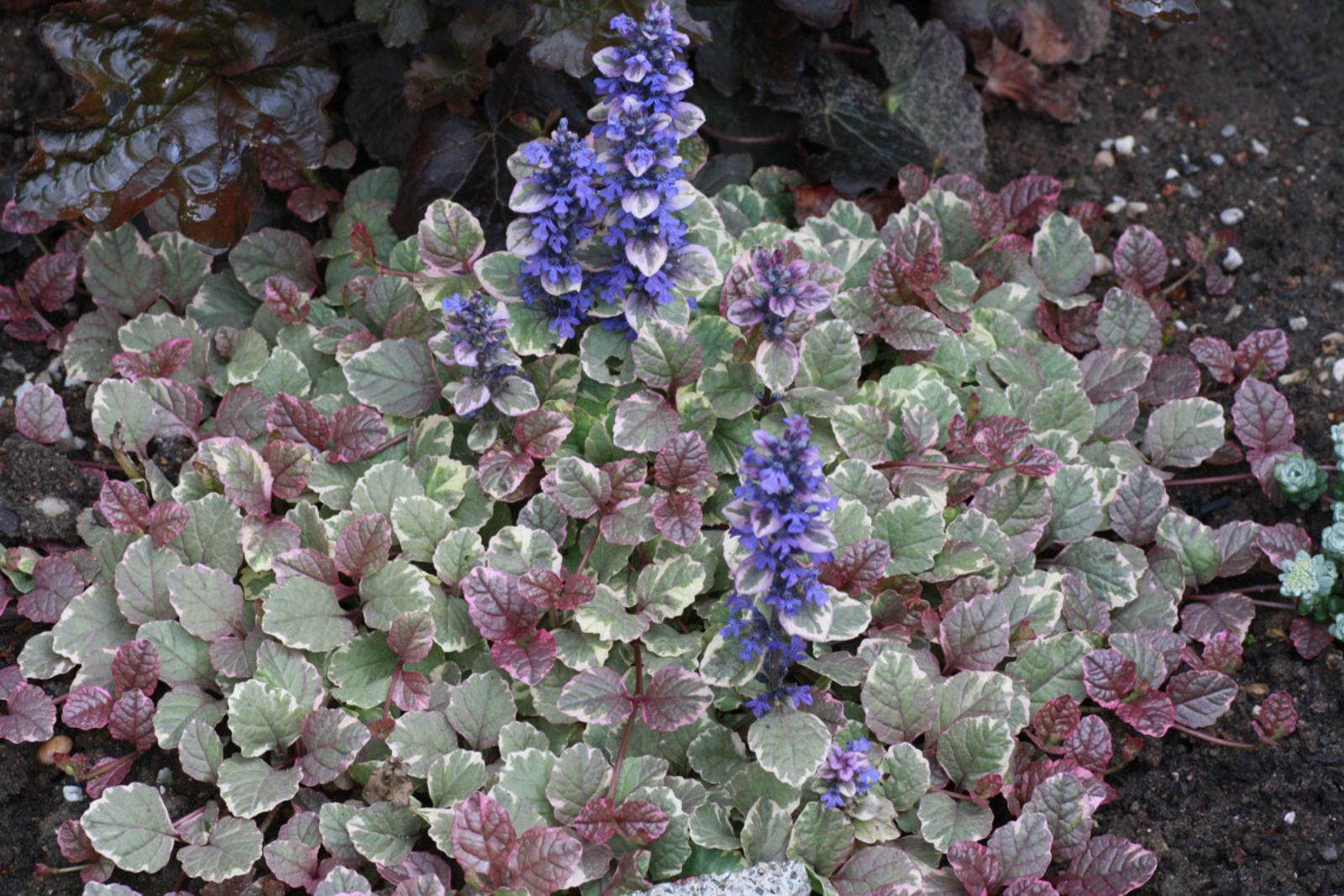 Ajuga Reptans Burgundy Glow - View 5 from www redcrocus com