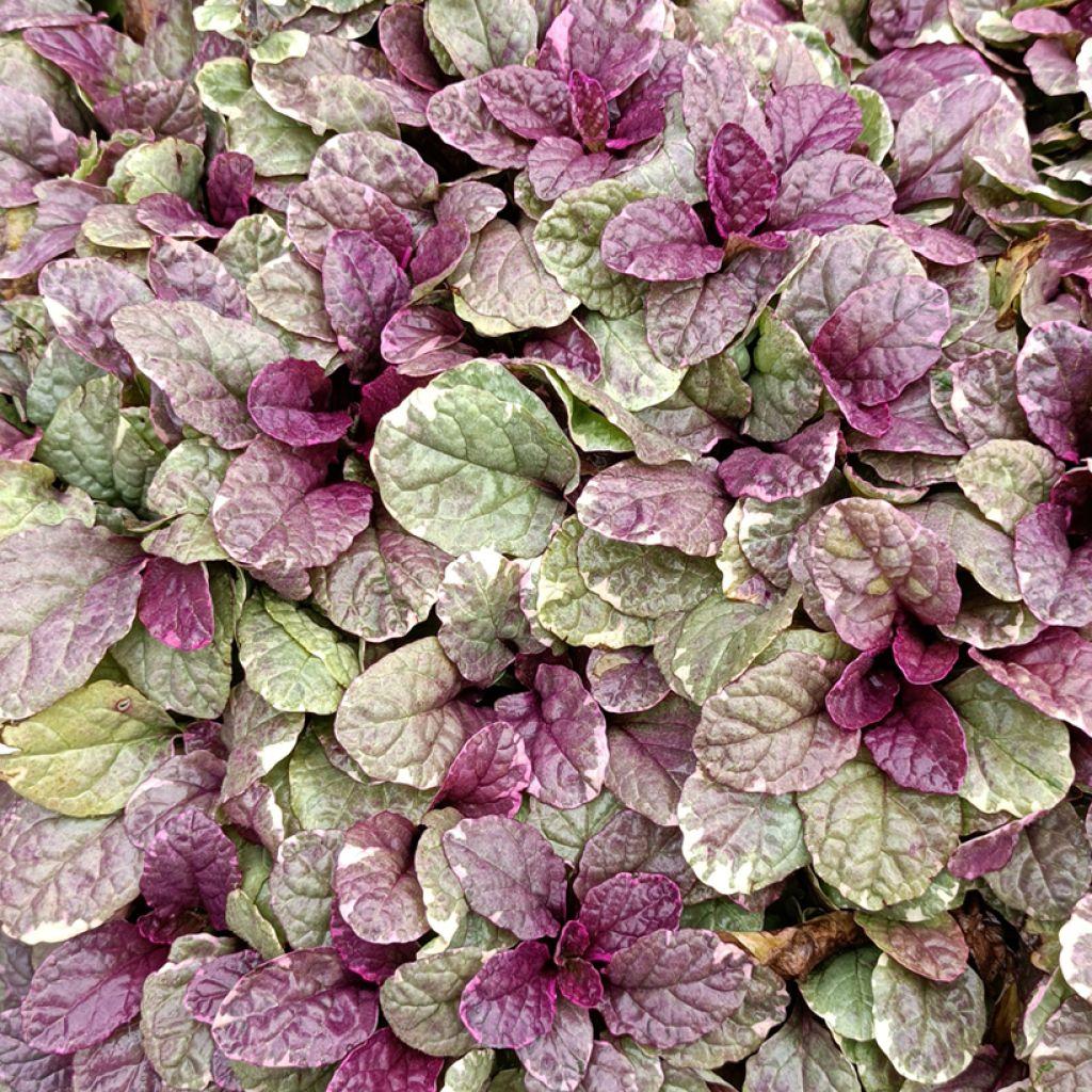 Ajuga Reptans Burgundy Glow - View 6 from www redcrocus com