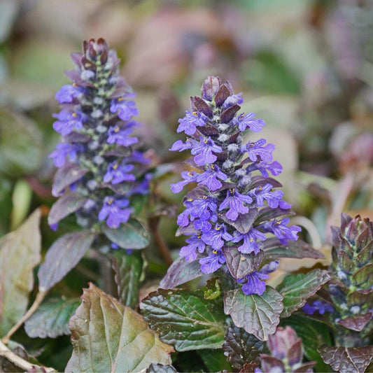 Ajuga Reptans Chocolate Chip - View 11 from www redcrocus com