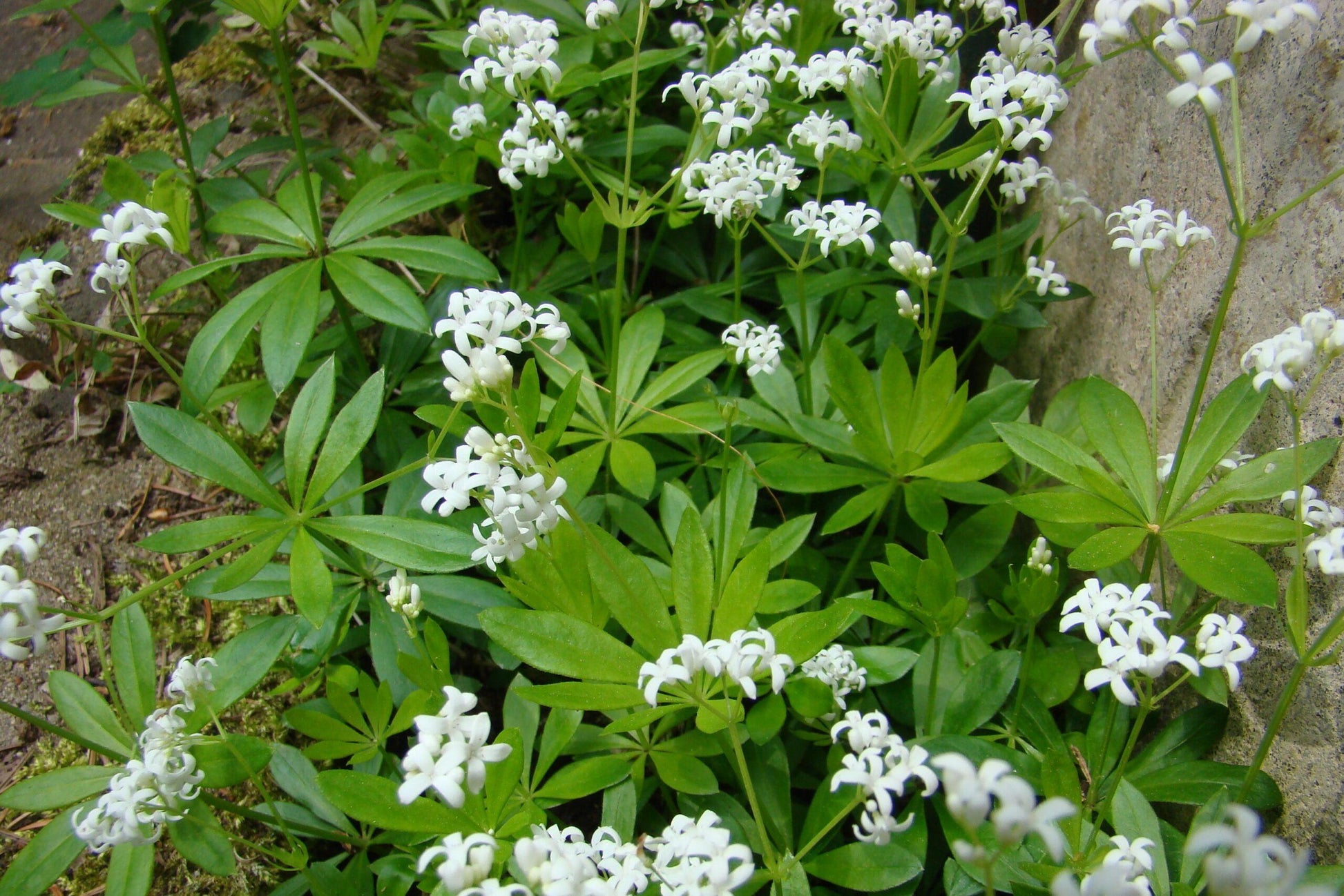 Galium Odoratum - View 10 from www redcrocus com