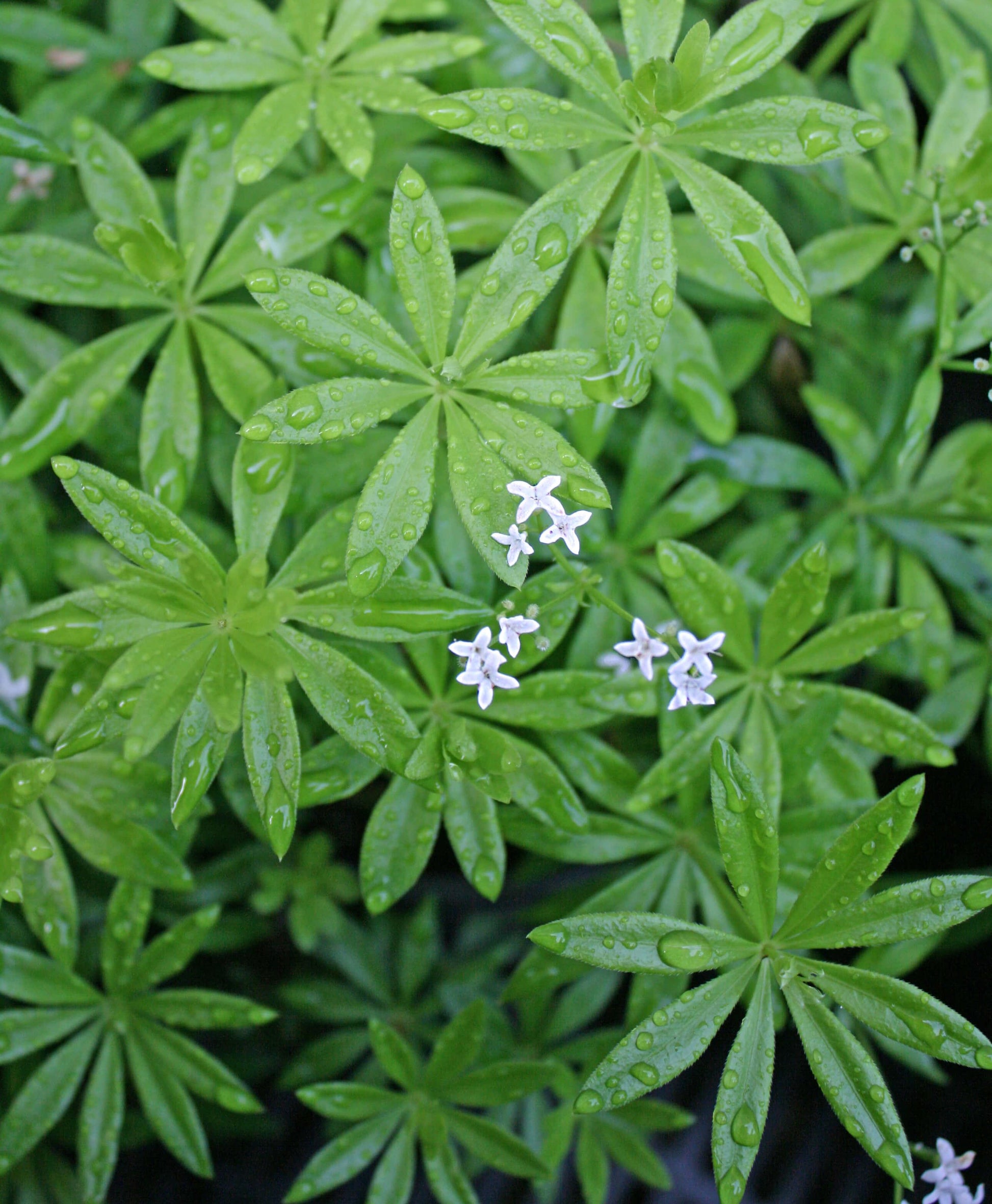 Galium Odoratum - View 12 from www redcrocus com