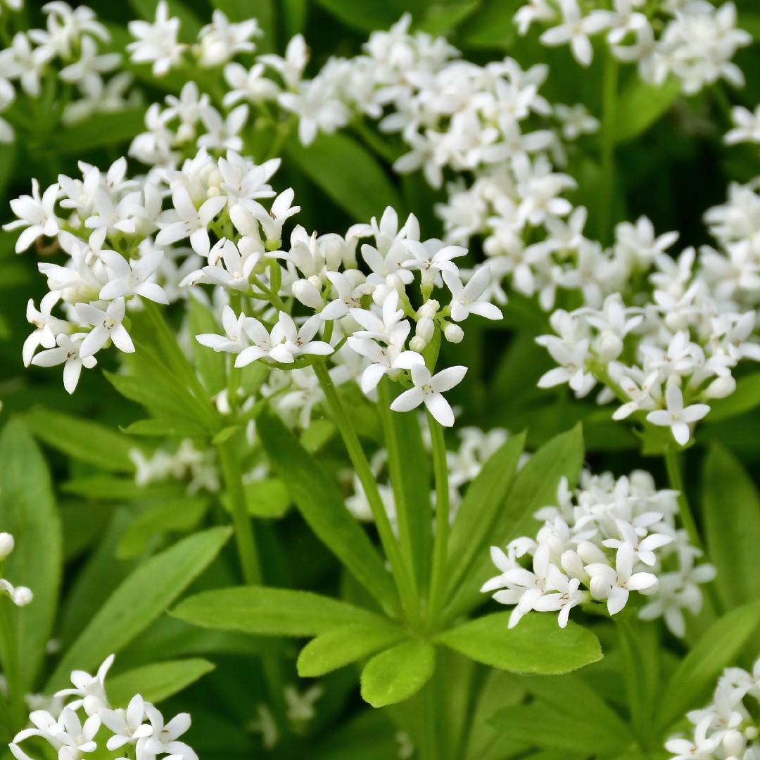 Galium Odoratum - View 15 from www redcrocus com