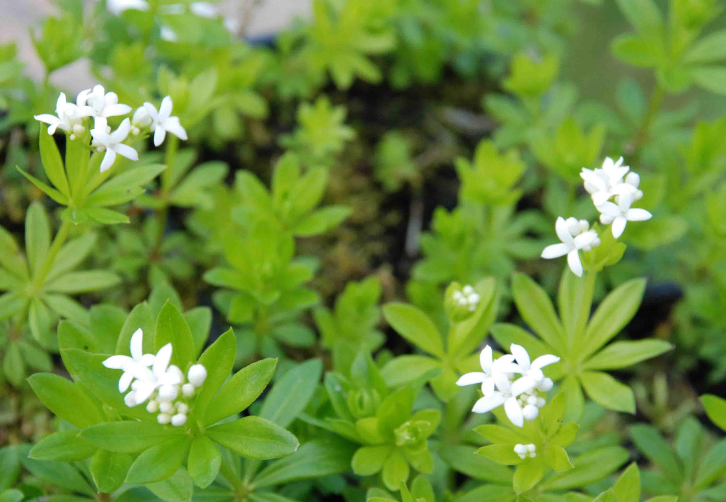 Galium Odoratum - View 16 from www redcrocus com