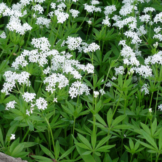 Galium Odoratum - View 1 from www redcrocus com