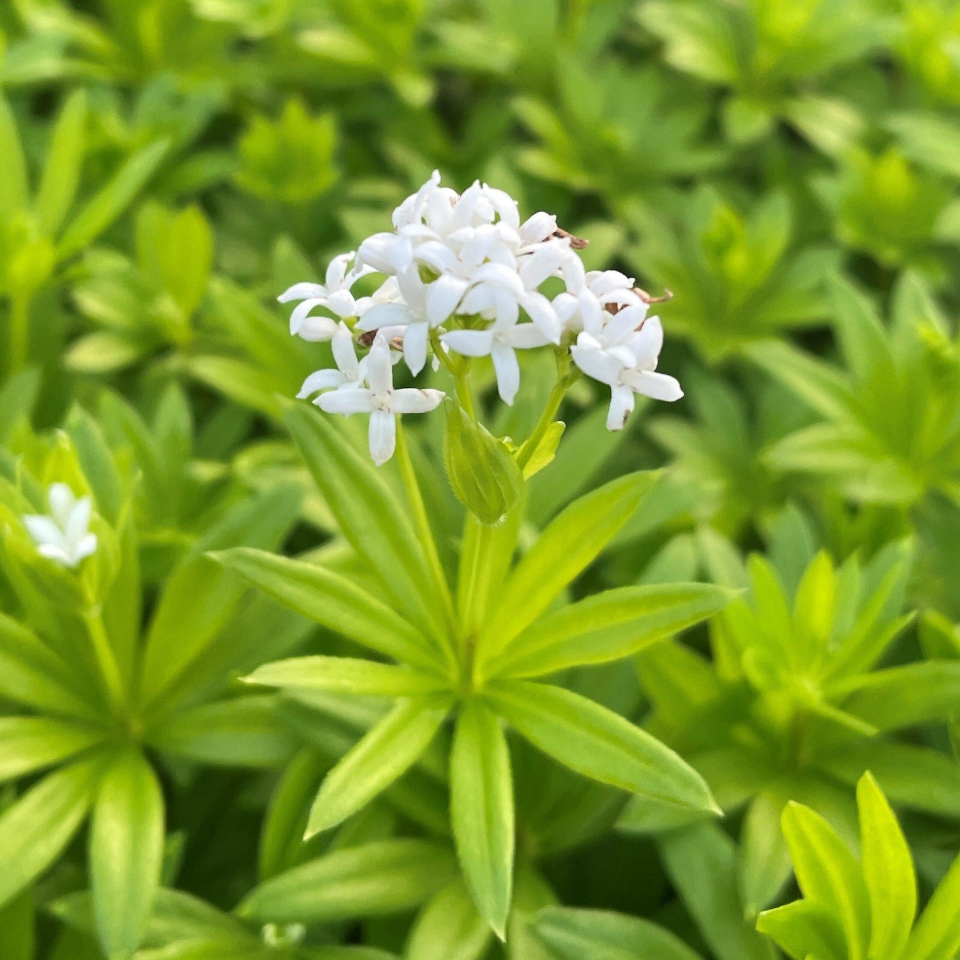 Galium Odoratum - View 2 from www redcrocus com