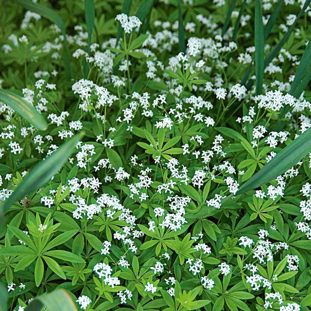 Galium Odoratum - View 7 from www redcrocus com
