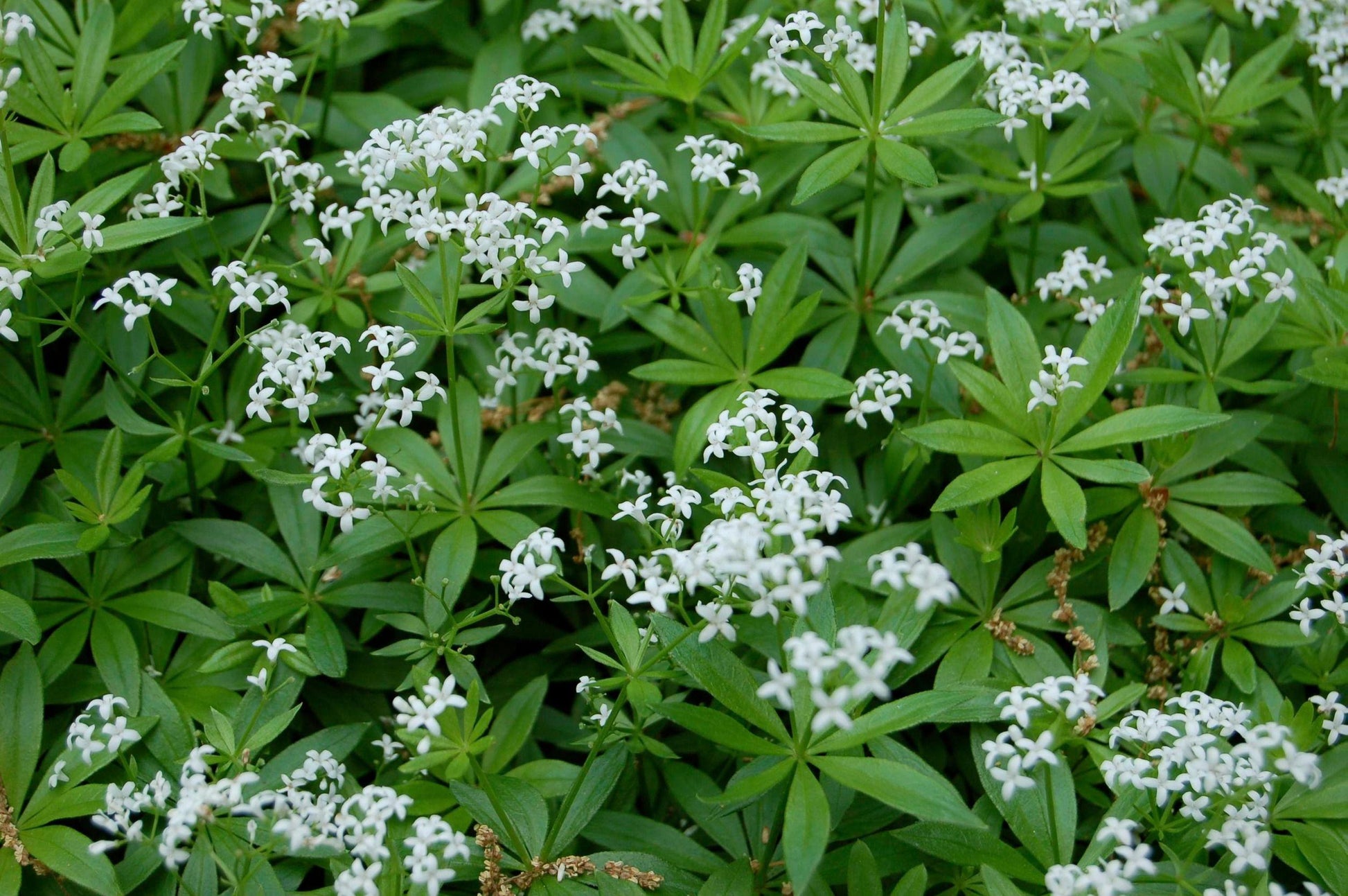 Galium Odoratum - View 9 from www redcrocus com