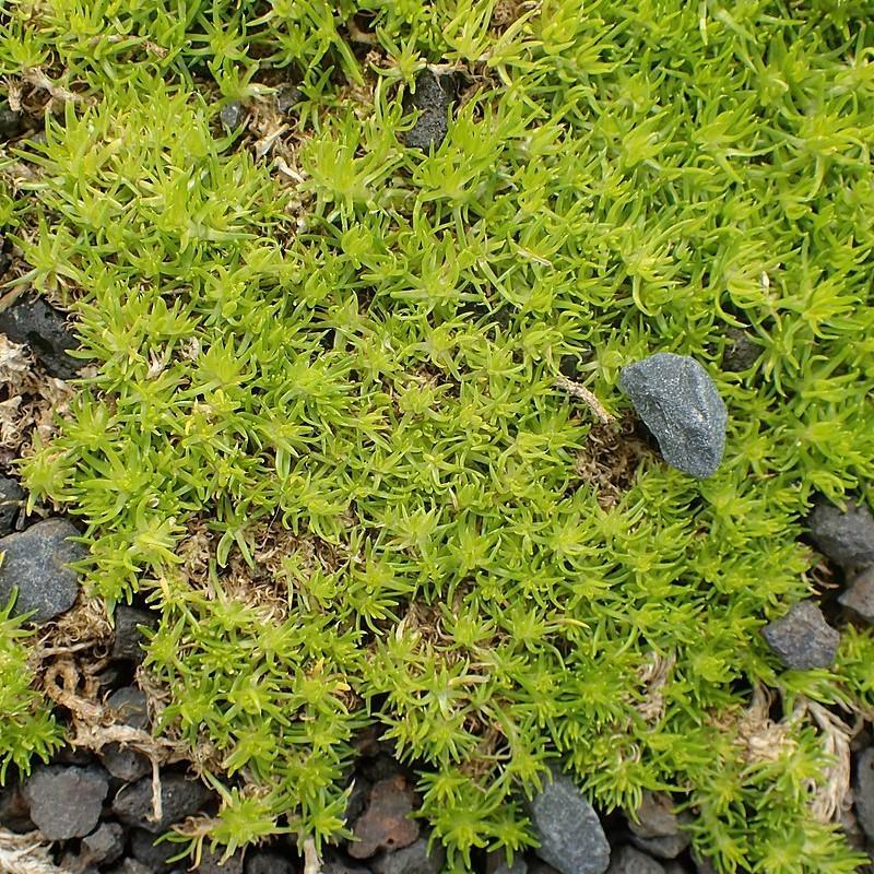 Sagina Subulata Aurea Scotch Moss - View 14 from www redcrocus com