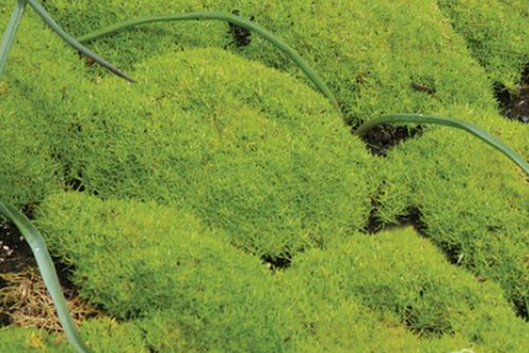 Sagina Subulata Aurea Scotch Moss - View 18 from www redcrocus com