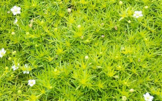 Sagina Subulata Aurea Scotch Moss - View 1 from www redcrocus com