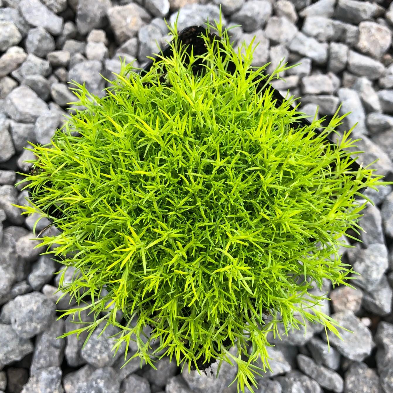 Sagina Subulata Aurea Scotch Moss - View 3 from www redcrocus com